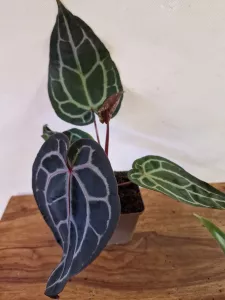 Anthurium 'Docblock Michelle'
