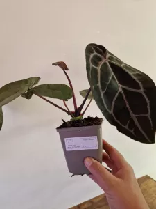 Anthurium 'Docblock Michelle'