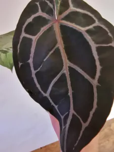 Anthurium 'Docblock Michelle'