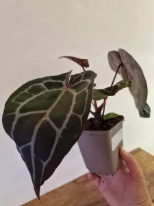 Anthurium 'Docblock Michelle'