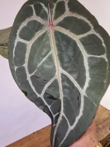 Anthurium 'Docblock Michelle'
