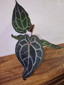 Anthurium 'Docblock Michelle'
