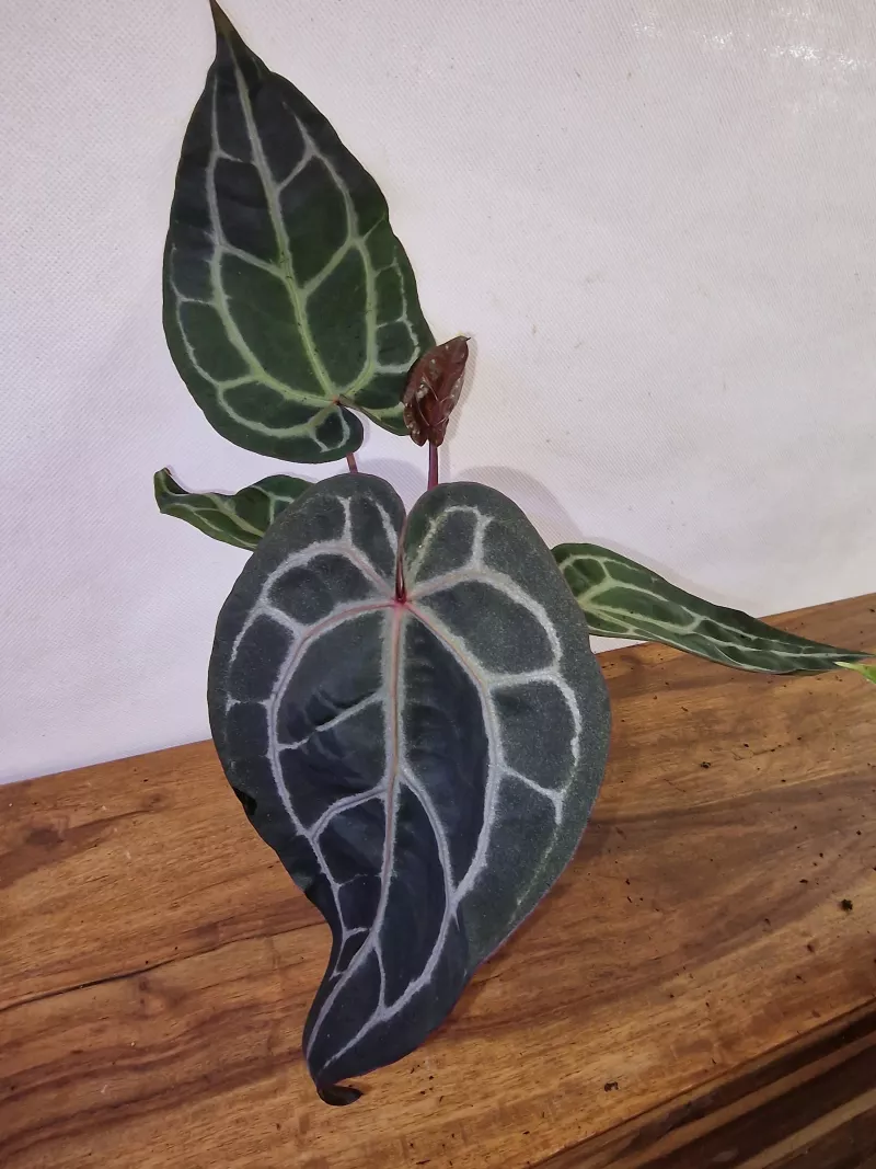 Anthurium 'Docblock Michelle'