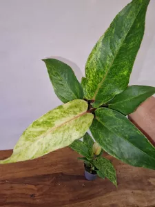 Anthurium 'Renaissance Variegata'