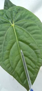 Anthurium Regale x Luxurians