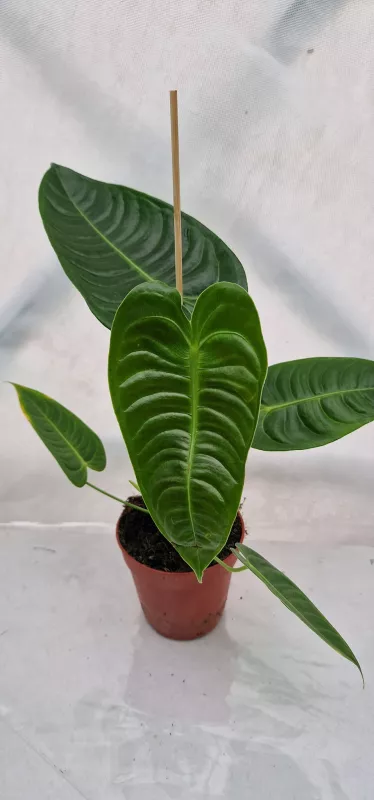 Anthurium Veitchii