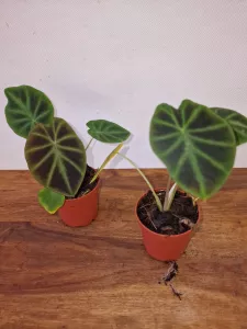 Colocasia affinis 'Jenningsii'