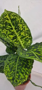 Dieffenbachia Reflector