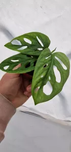 Monstera adansonii mint