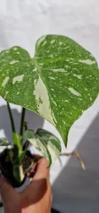 Monstera Thai constellation