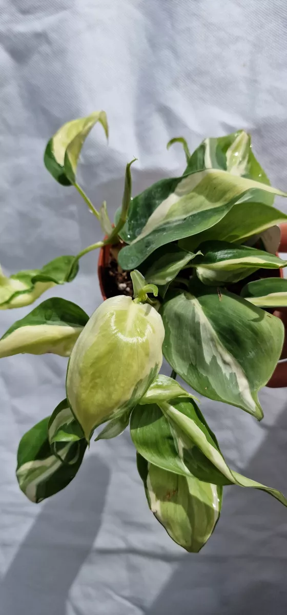 Philodendron Cream splash