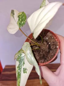 Philodendron gloriosum 'Tricolor'