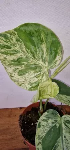 Philodendron hederaceum oxycardium 'Variegata'