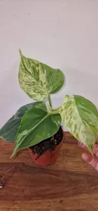 Philodendron hederaceum oxycardium 'Variegata'