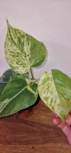 Philodendron hederaceum oxycardium 'Variegata'