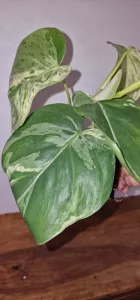 Philodendron hederaceum oxycardium 'Variegata'