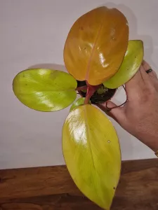 Philodendron 'Mars'