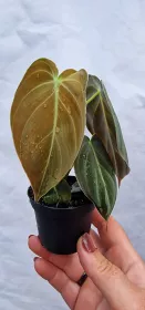 Philodendron Melanochrysum