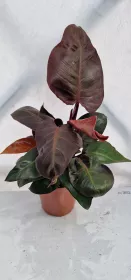 Philodendron Red Sun