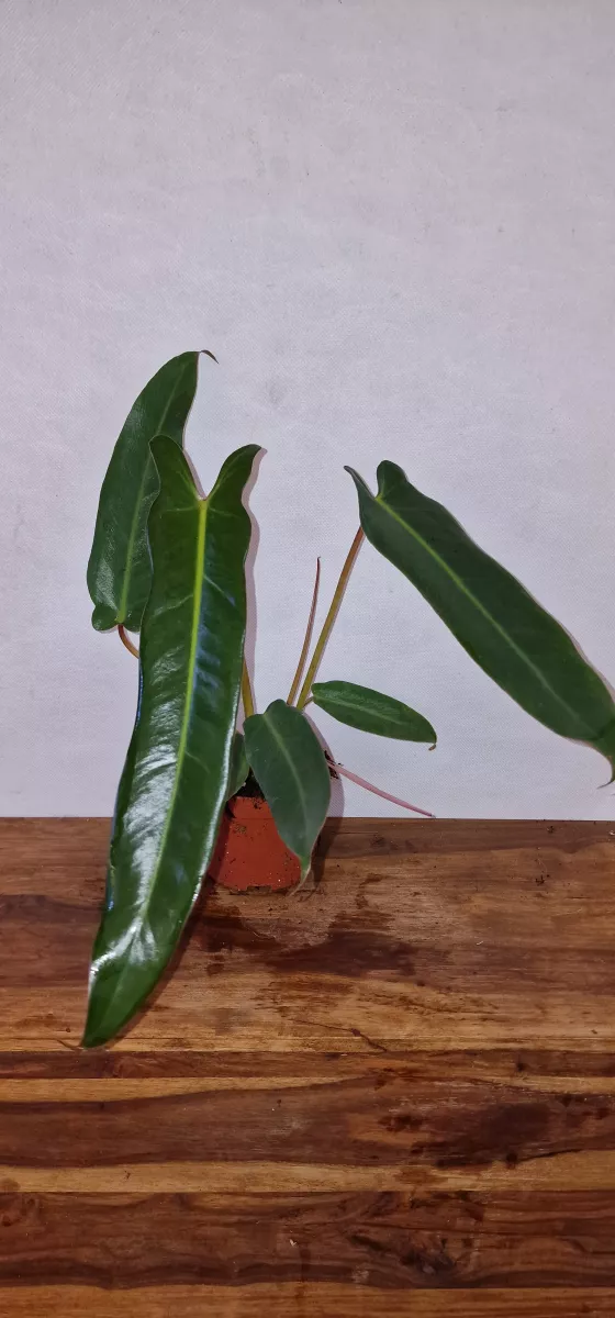 Philodendron Spiritus Sancti