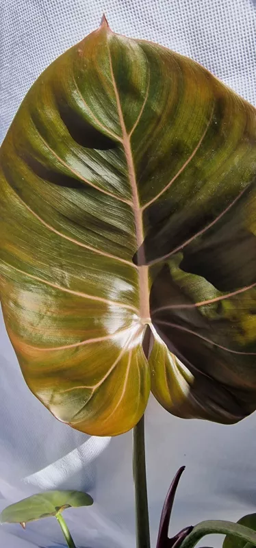 Philodendron Summer Glory