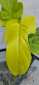 Philodendron Violin Gold