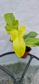 Philodendron Violin Gold