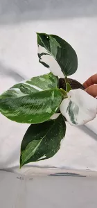 Philodendron White Wizard