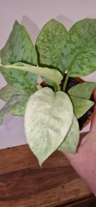 Schismatoglottis longispatha 'Variegata'