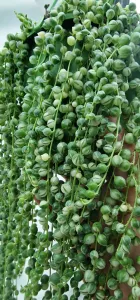 Senecio rowleanus variegated