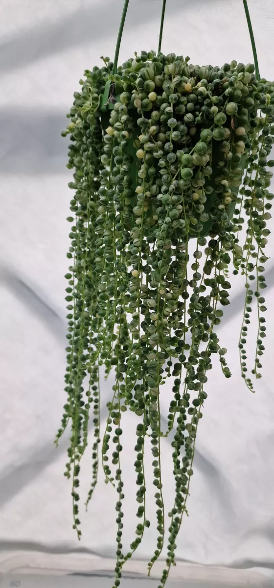 Senecio rowleanus variegated