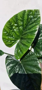 Alocasia lukiwan