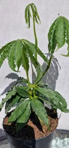 Anthurium polyschistum