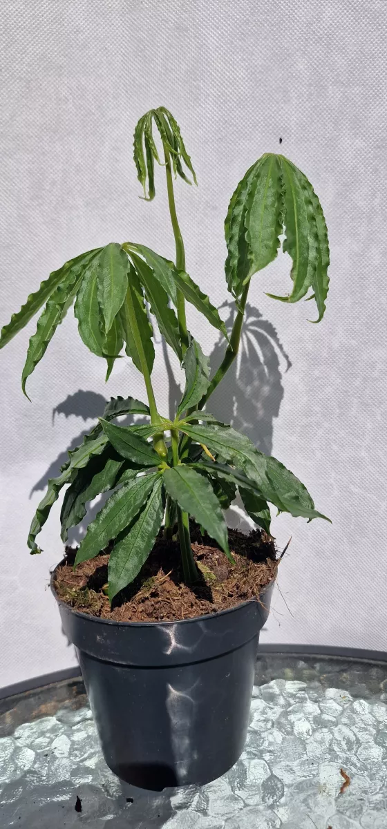 Anthurium polyschistum