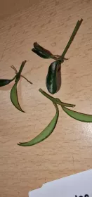 Hoya-Wachspflanze Ableger zum setzen
