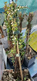 Pflanzen für den Garten