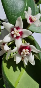 Hoya Calycina