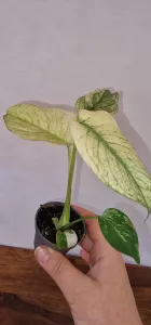 Monstera mint