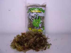 Moss Sphagnum