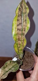 Sanseviera Kirkii margin variegated