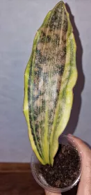 Sanseviera Kirkii margin variegated