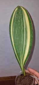 Sanseviera masoniana variegated