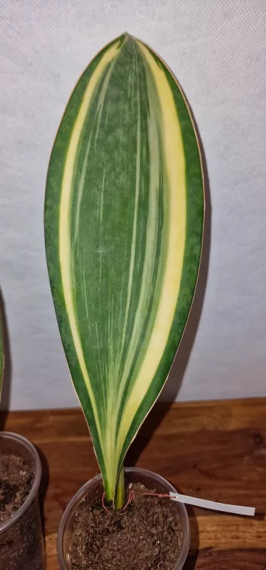 Sanseviera masoniana variegated