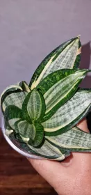 Sanseviera Silver zebra