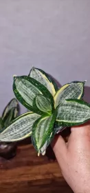 Sanseviera Silver zebra