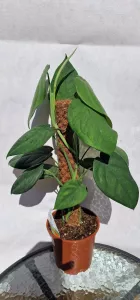 Syngonium Chiapense na opore