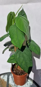 Syngonium Chiapense na opore